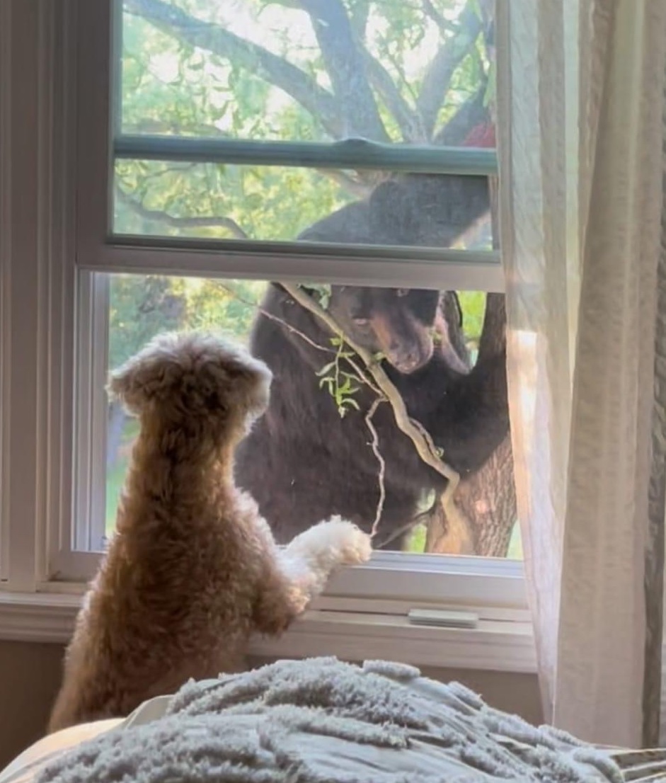 Bear climbs tree to second-story window of home, met with dog staredown - Vimarsana News