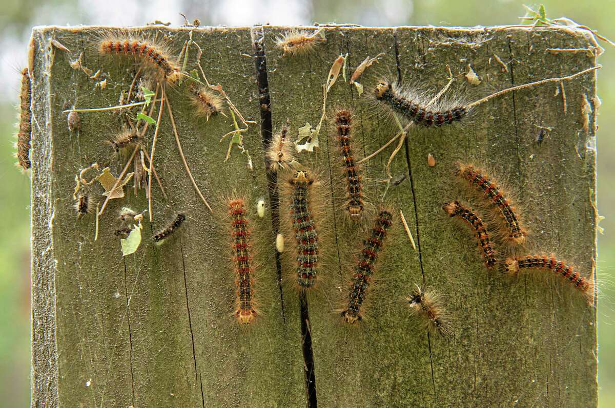 Spongy moth caterpillars are back, and NY is anticipating a bad year