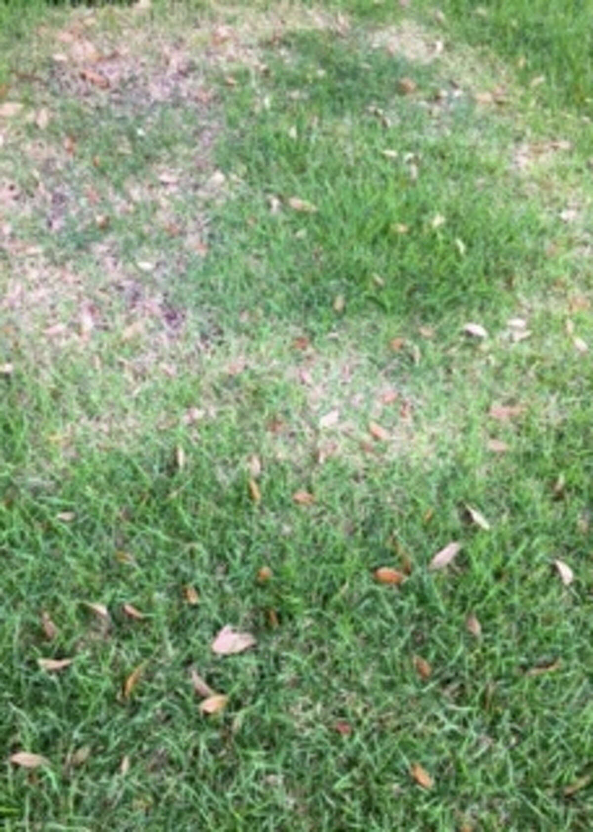 This is large patch fungus, formerly called ?“brown patch.?” We are used to seeing it in St. Augustine lawns in the fall, but now it has become common in zoysia in the spring. It won?’'t kill the grass, though it will weaken it.