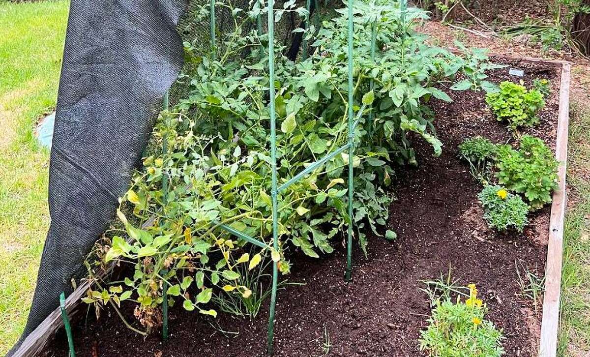 Tomato plants struggling? It could be blight or spider mites