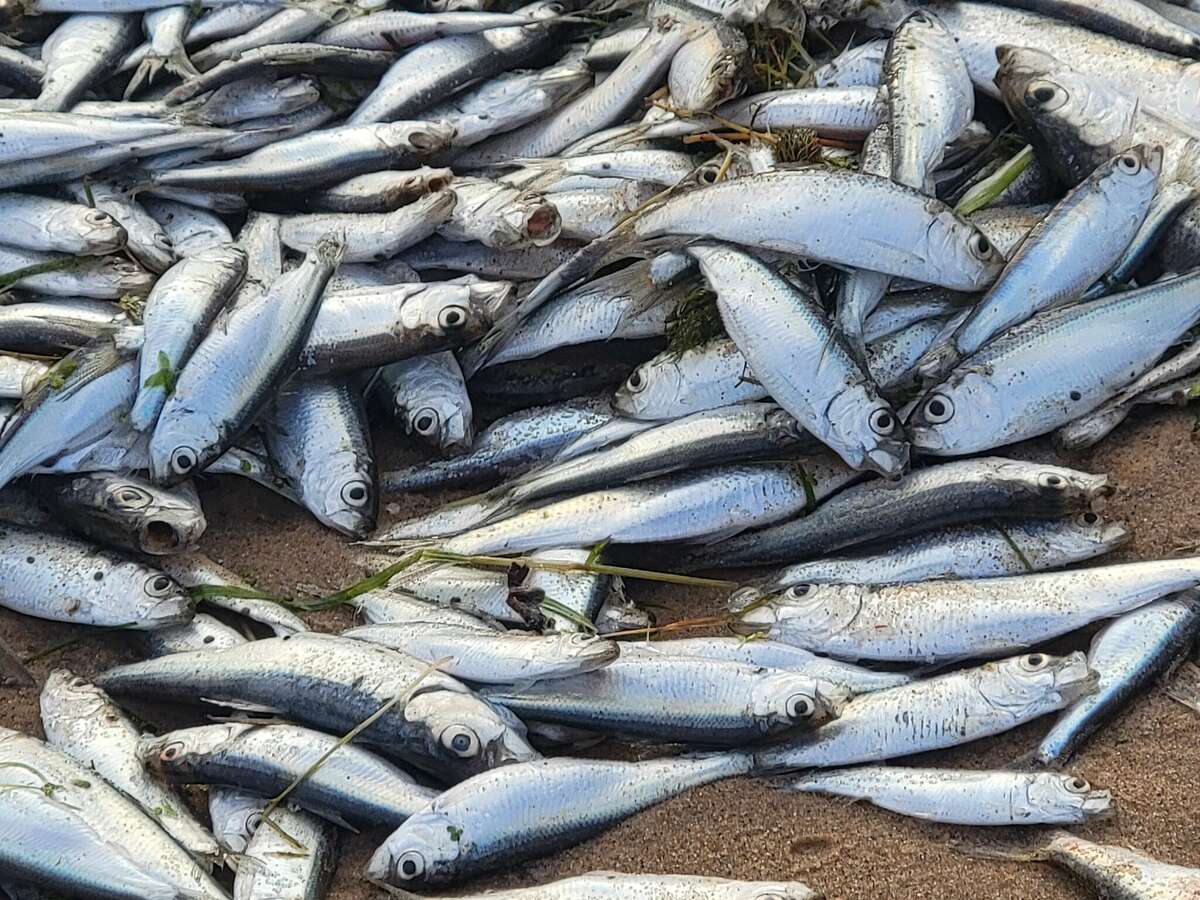 Alewives washed up on the beach after a die off may be an unpleasant sight, but they are a sign the Lake Michigan salmon fishery is in good shape. 