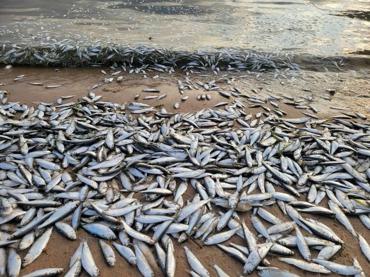 Visitors to Lake Michigan's beaches in 2022 saw dead alewives washed up on shore, a sight not seen since the early 2000s. 