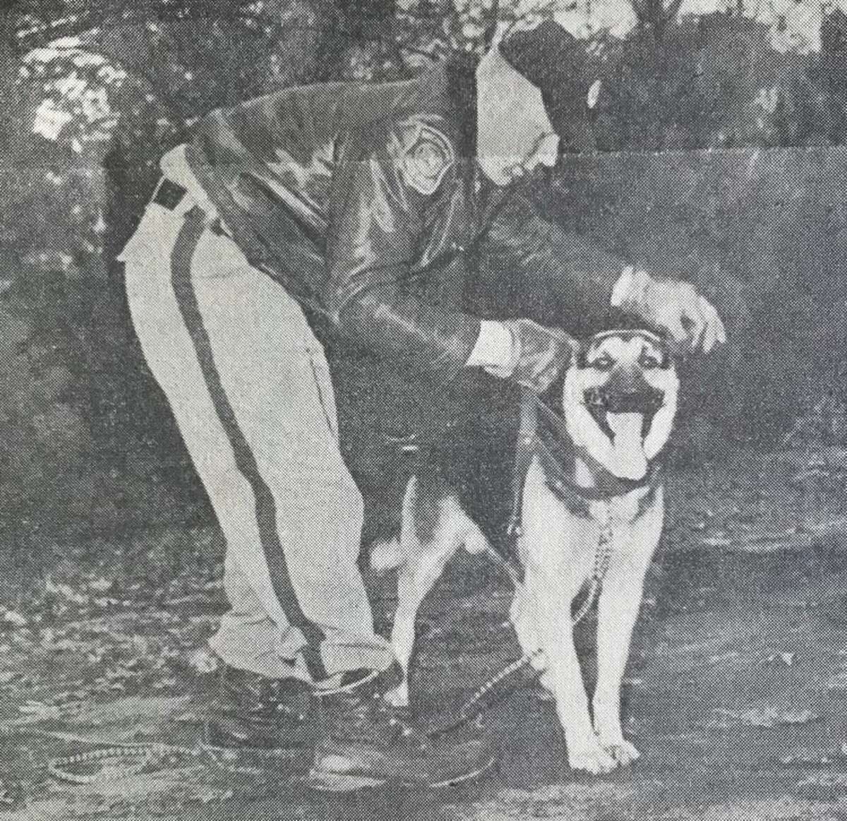 Bay City State Police Trooper Raymond Brotebeck puts a tracking harness on his dog, Bismarck. December 1968 