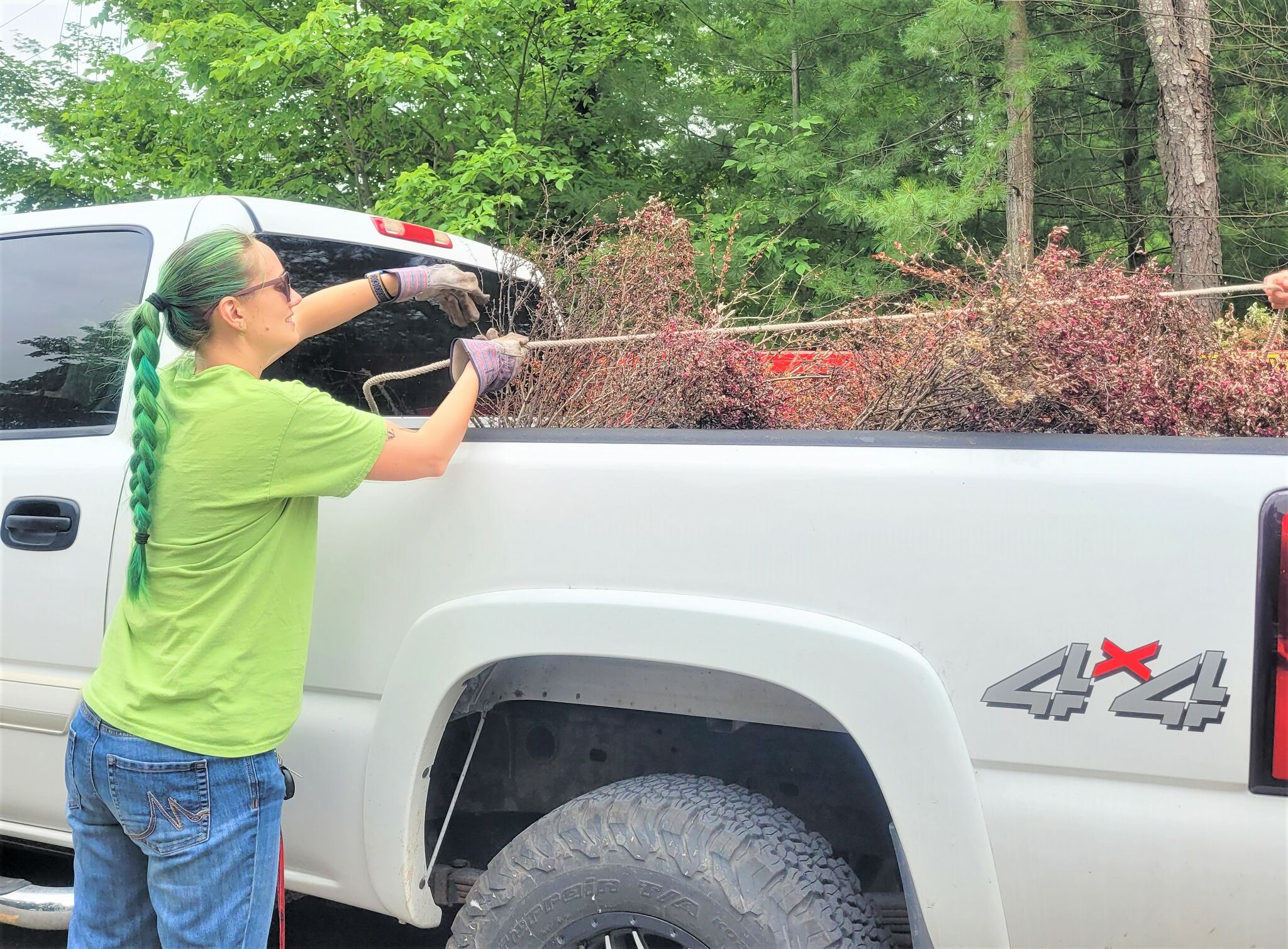 ISN to host buyback program for Japanese barberry, event in Manistee County - Vimarsana News