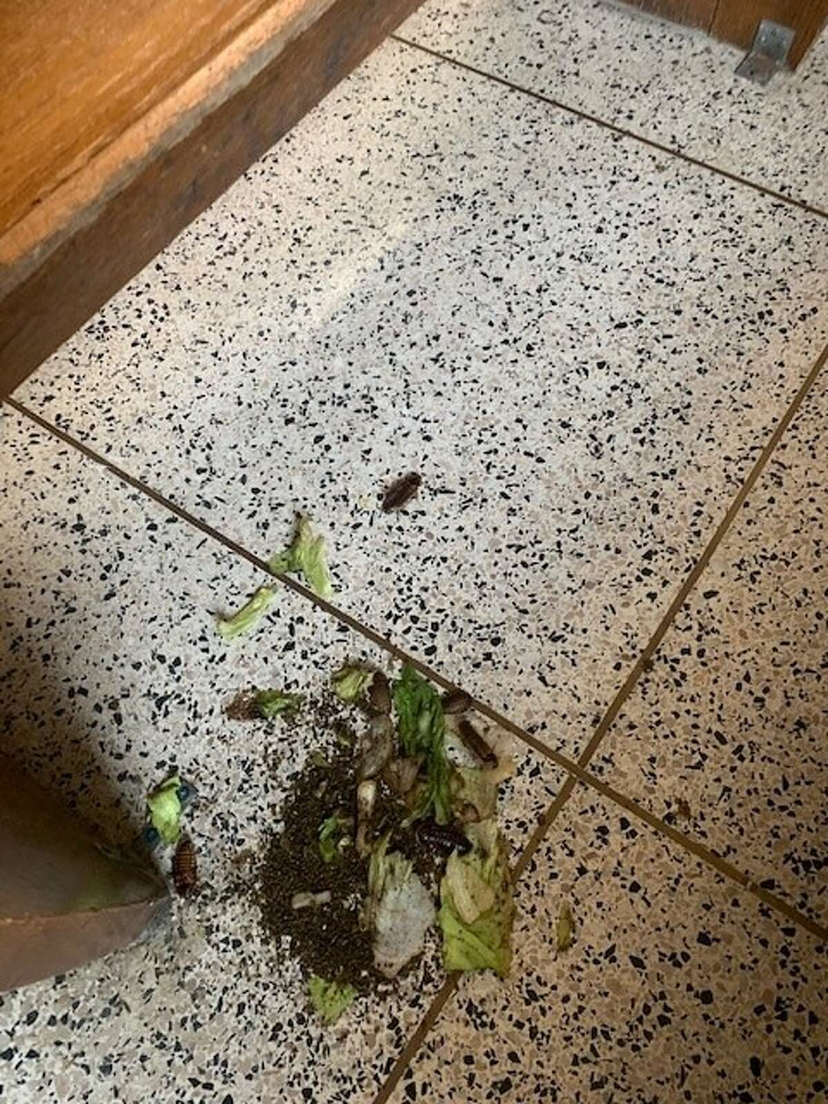 The state Office of Court Administration said this bundle of lettuce, cockroaches and what appears to be dirt or insect bedding was released in Albany City Court June 7, 2022.