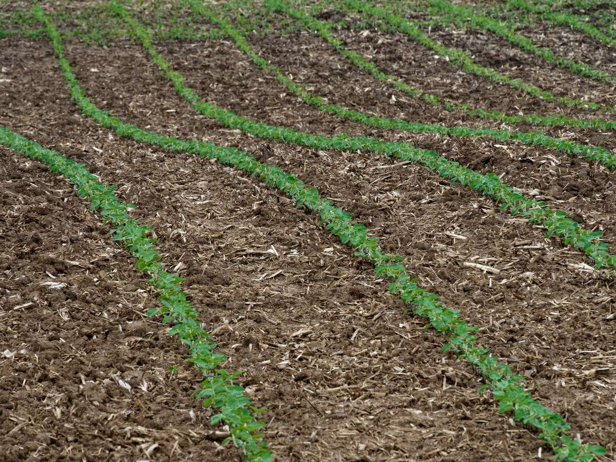 Illinois corn, soybeans and winter wheat are ahead of season, according to the most recent field assessments.