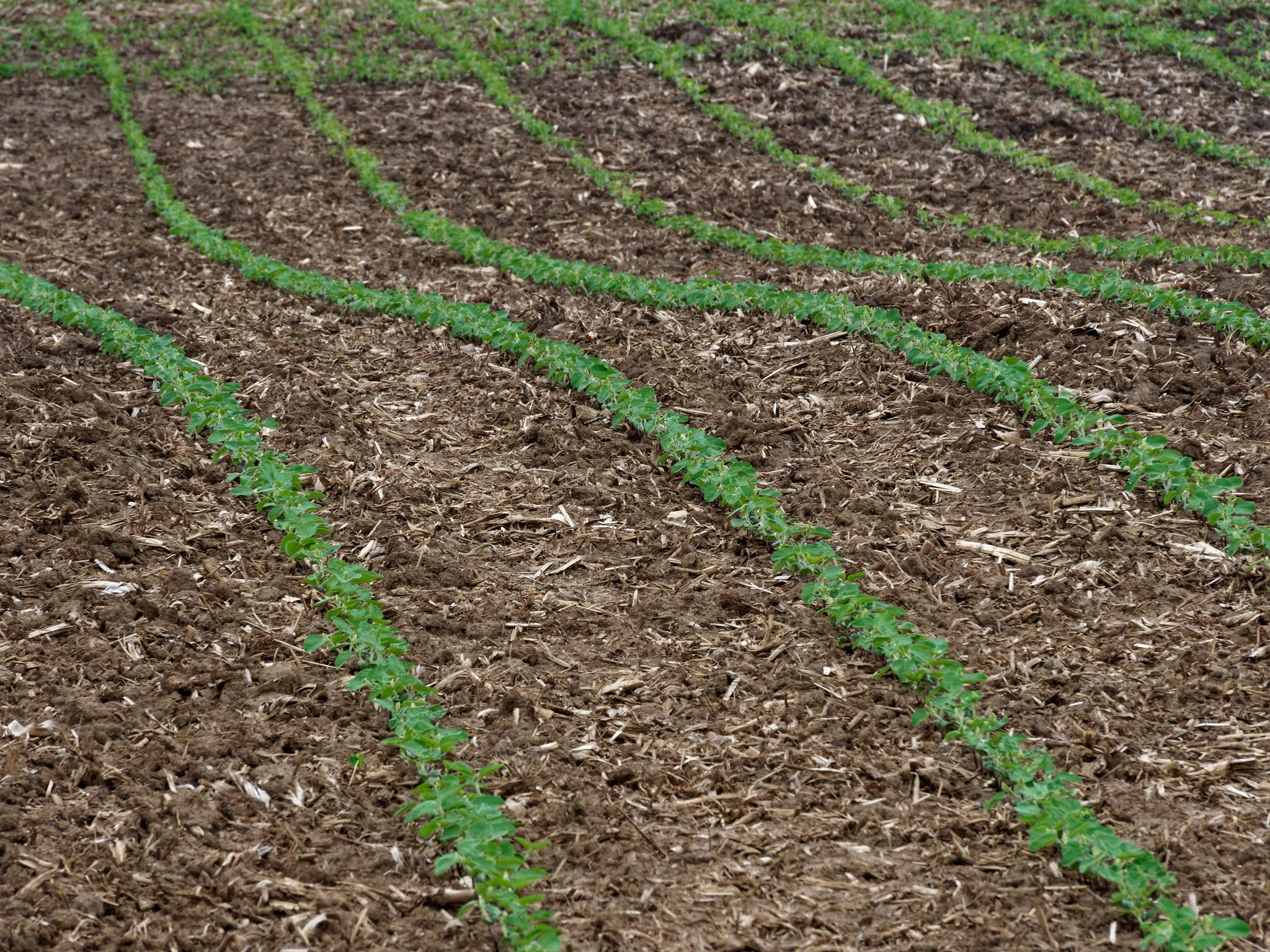 Illinois crops ahead of season