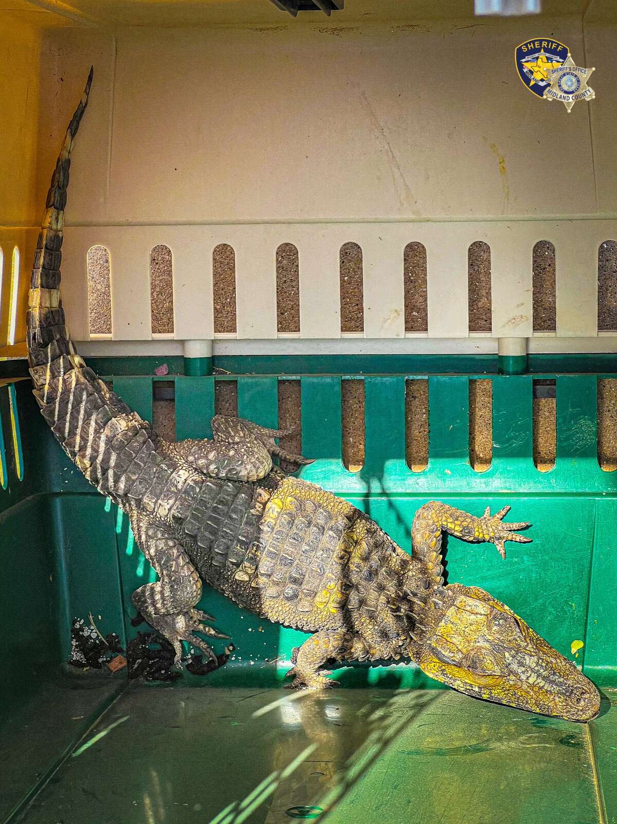 A non-native caiman was captured in a Midland mobile home park last week.