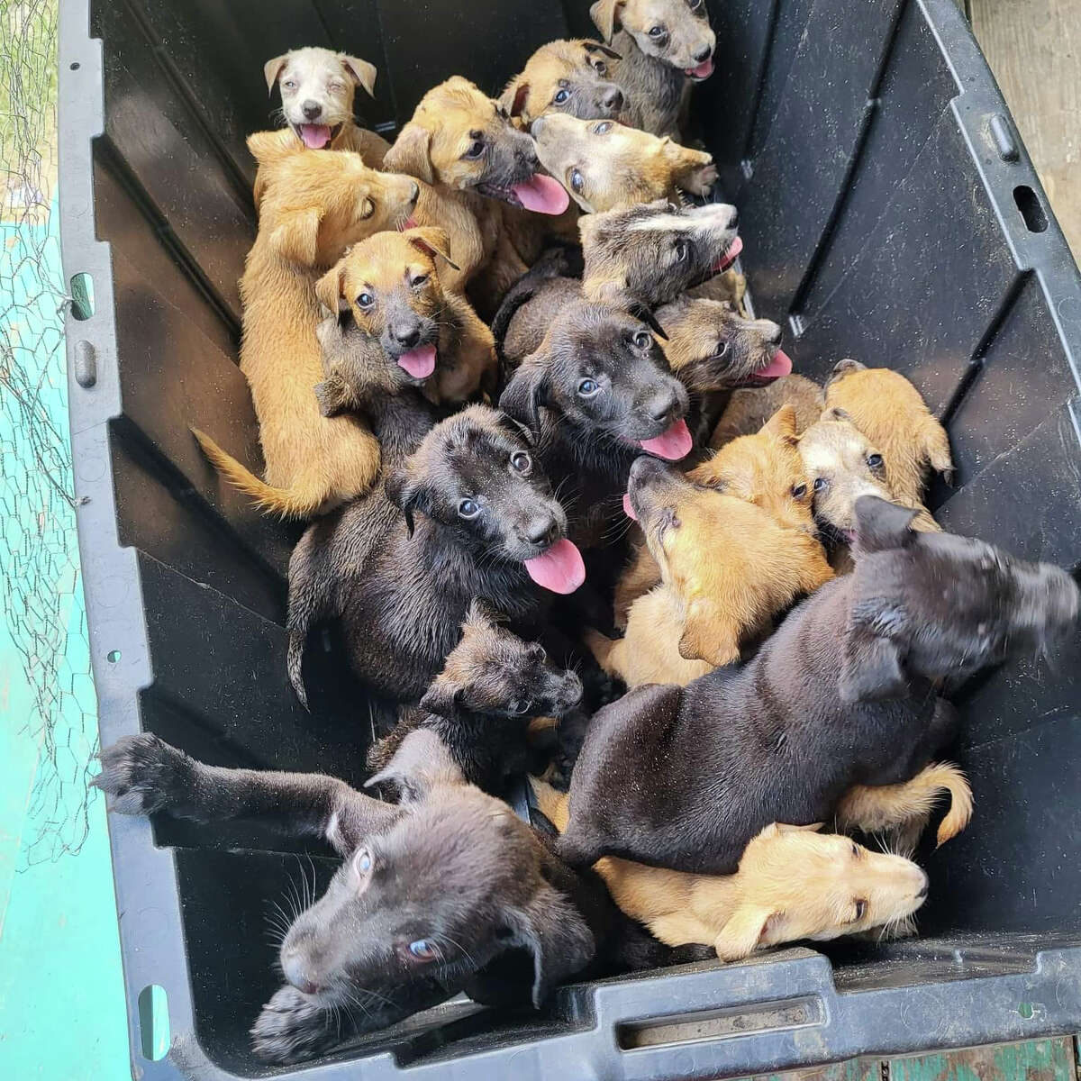 Twenty puppies were found abandoned in this black bin.