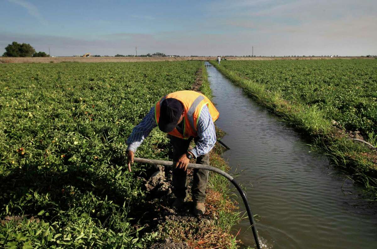 Emilio Alcantar, 49, uses suction to pull water into a tube as part of the furrow irrigation process for 90 acres of tomatoes on Bowles Farming Co. land July 24, 2014 in Los Banos, Calif. Cannon Michael, the president of the company, is concerned about sinking ground in a nearby area, which is making it harder for the groundwater under his land to get to it as the angle increases below the surface. Most Central Valley farmers received no more than a 5 percent water allotment this season from government water sources, leaving many farmers with no choice but to pump ground water to keep their businesses afloat. The San Luis Canal Company is a private water company that sells to nearly 100 farmers working 45,000 acres in the Los Banos area. The company has historic water rights allowing it to ship water from the San Joaquin River even in dry years, and it also supplements its supply with a small amount of ground water. Over the past few years, though, Chase Hurley, General Manager of the San Luis Canal Company, has been concerned about the long-term effects of heavy ground water pumping from nearby land. Hurley and others have found that the ground in certain areas is sinking half to a quarter of a foot a year because of the pumping. The sinking ground has brought up concerns with possible flooding into nearby farmland from a dirt canal designed for routing flood water past the area. Hurley is also concerned that the company's dam will begin losing water as the land continues to sink. Farmers in the area are working together to try and curb the problem themselves by replenishing the aquifer. One of the plans involves leaving specific acres of land inactive with the intention of using it to capture water when it does rain again, says Hurley. Local farmers stand to lose business if the ground water supply declines, and...