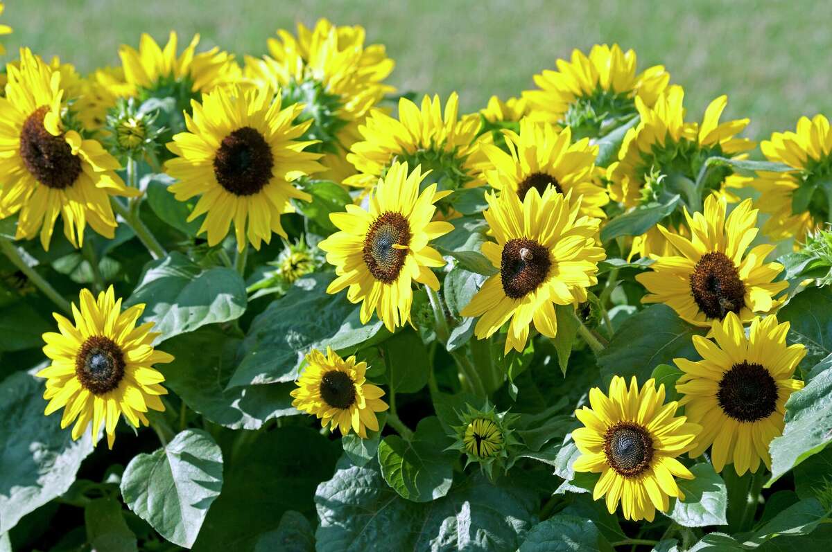 Sunflowers, like Suntastic Jaune Coeur Noir, are commonly started from seeds in the garden.