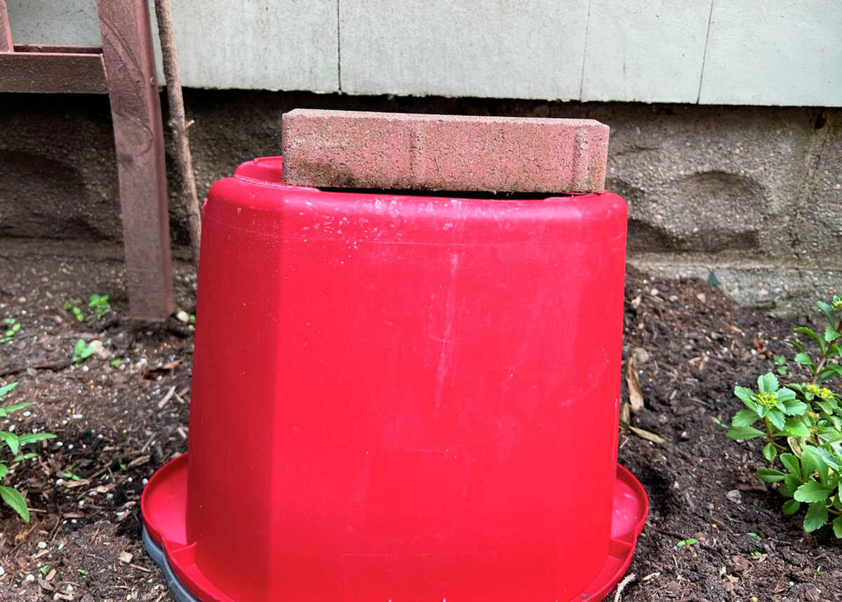 A bucket held in place with a brick over a small blooming phlox plant is a simple but effective method of protecting delicate flowers during summer storms.