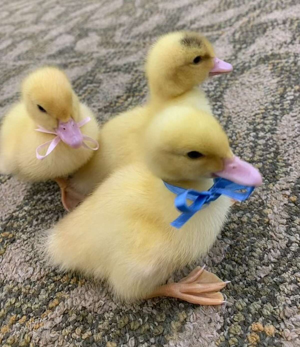 Ducks hatch at Independence Village of Midland, welcomed by residents