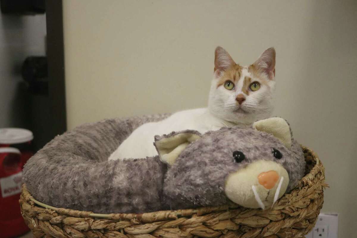 This feline at the League City Animal Shelter is one of many now housed at the shelter, which is seeking foster families.