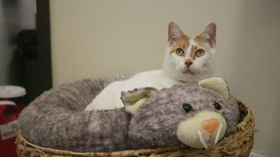 This feline at the League City Animal Shelter is one of many now housed at the shelter, which is seeking foster families.