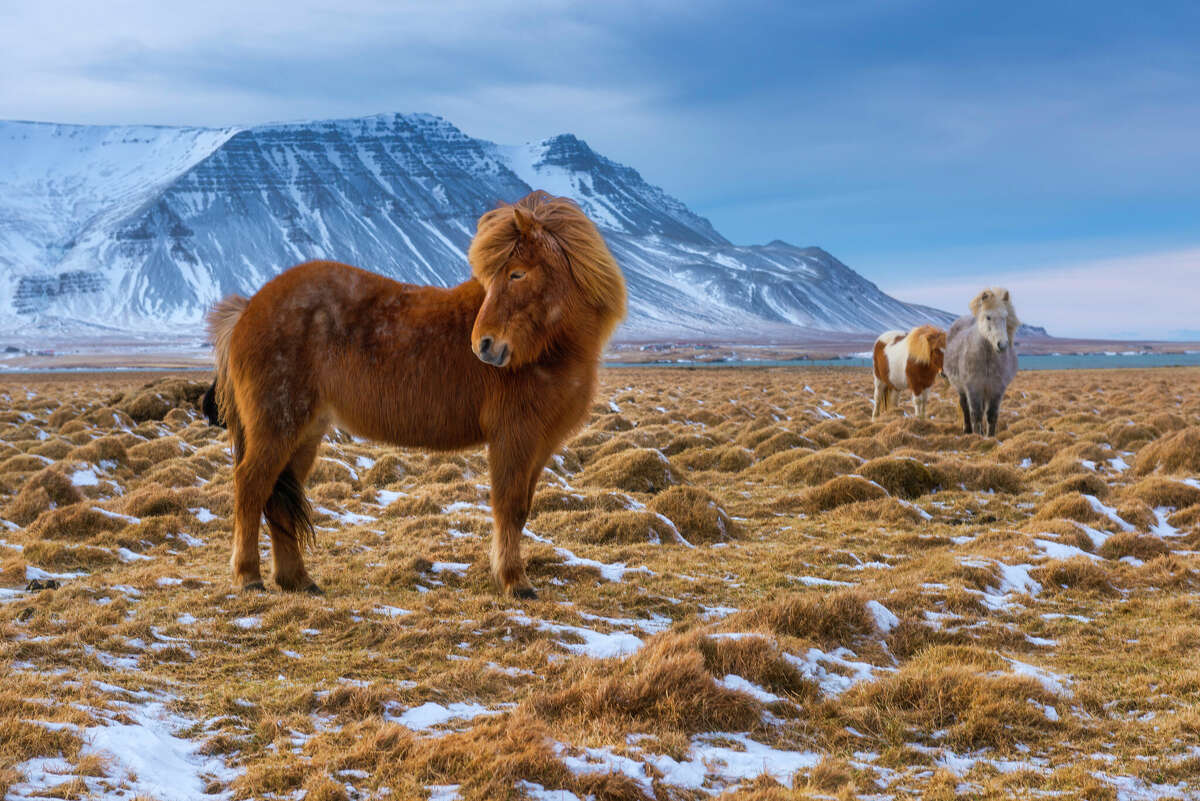 Icelandic horses reply to your emails during your vacation