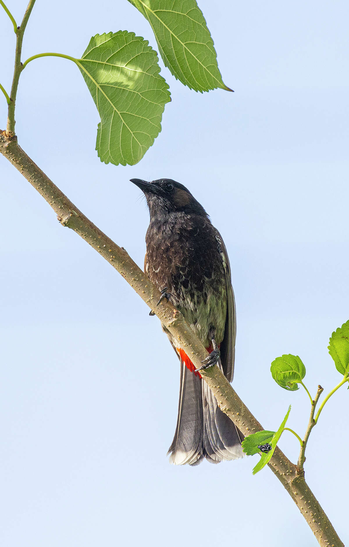 Red-vented bulbuls are a native of the Indian sub-continent but they are making a home in Houston. 