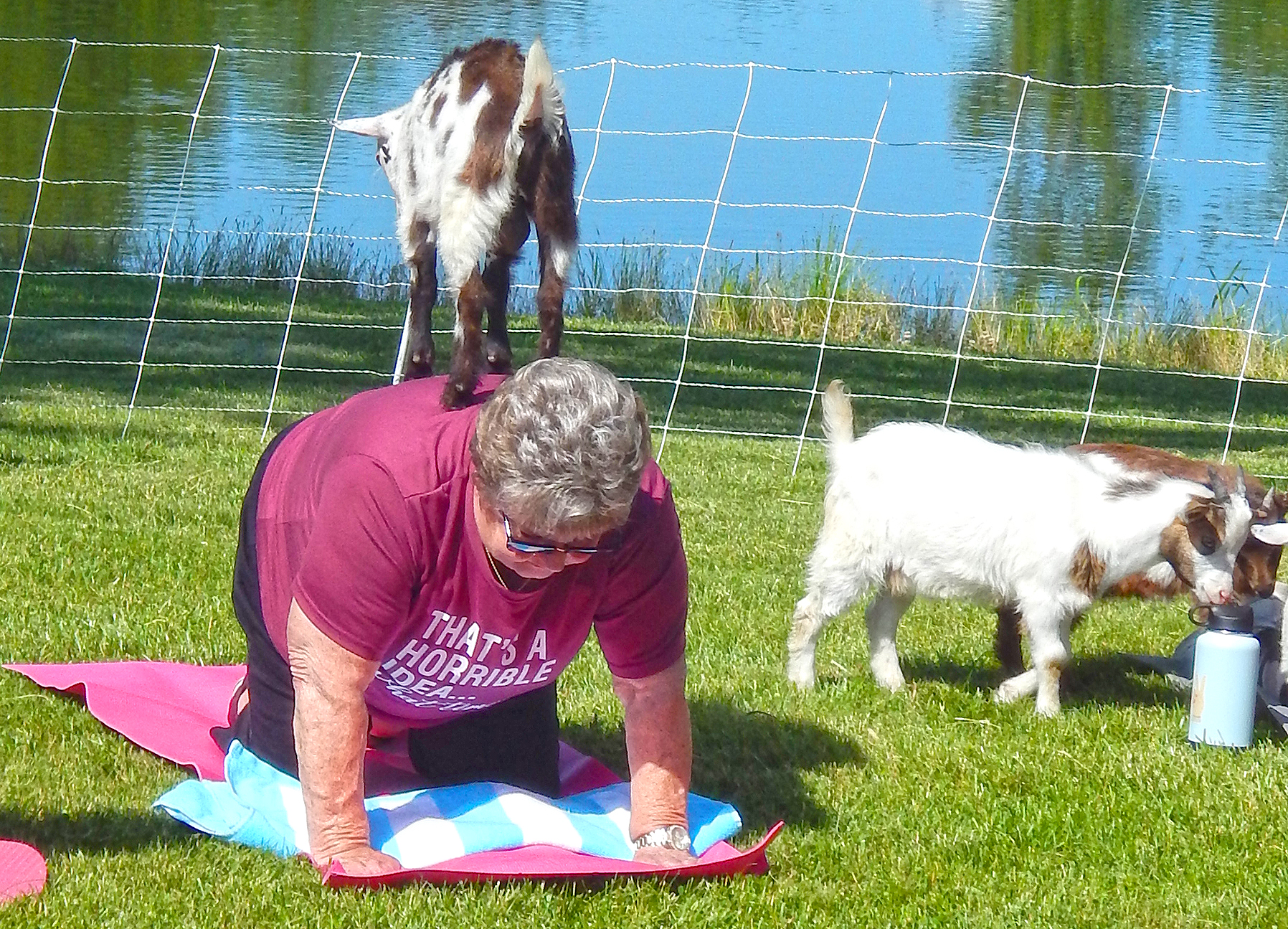 Goat Yoga - All You Need To Know About This Fun Yoga Style