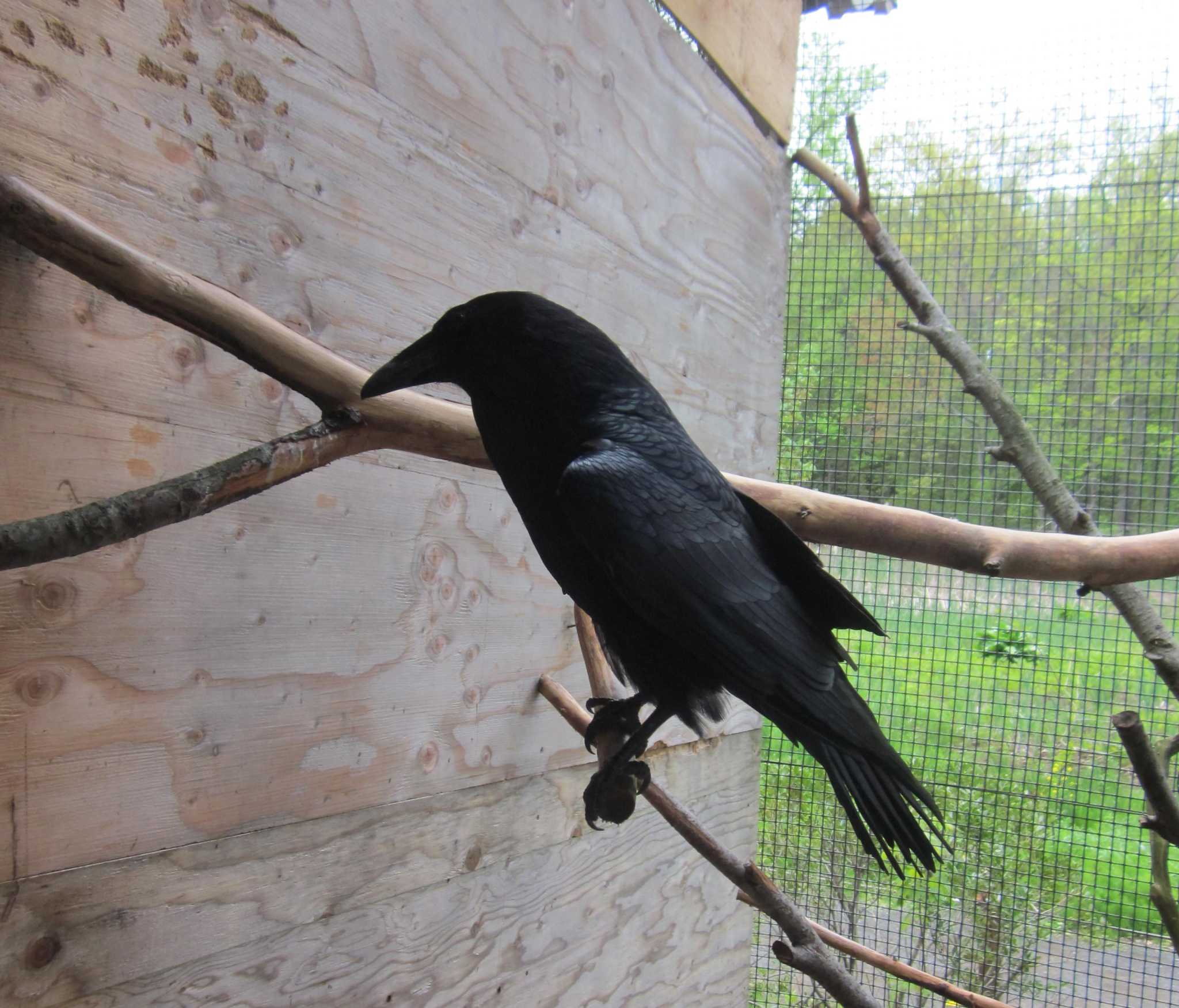 Common Raven - Poe - World Bird Sanctuary