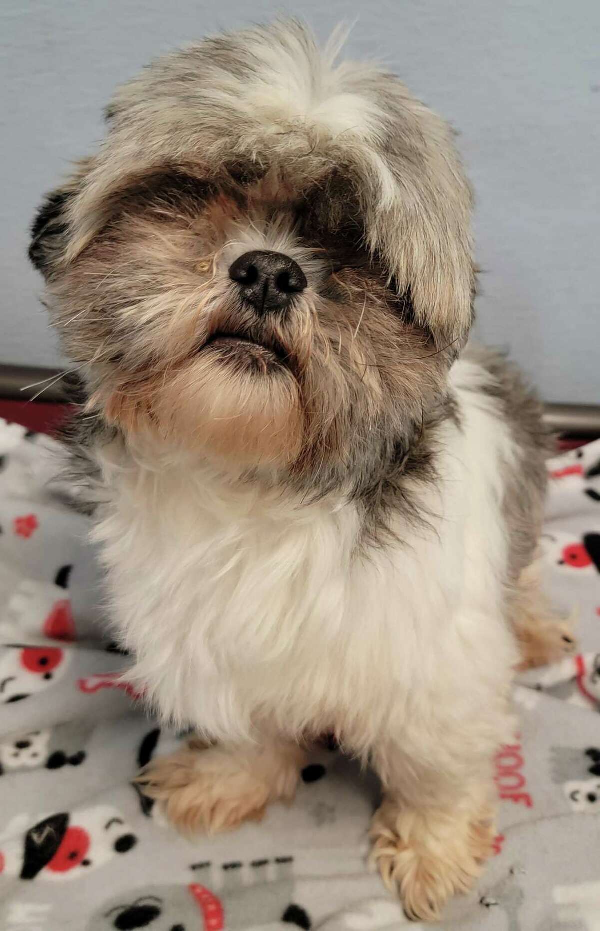 Three-year-old Fella — a cool, calm tricolor Shih Tzu — arrived timidly and disheveled at A New Dawn Pet Adoption, 202 W. San Augustine St., Deer Park, but volunteers say a quick makeover warmed him up. Fella’s fleas and matted hair are gone, and people love him, according to his bio. His adoption contract requires a return to the shelter for final vaccinations and neuter surgery. Learn more at www.facebook.com/anewdawnpetadoption.