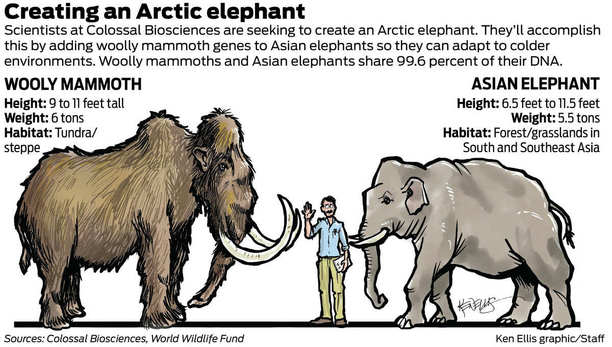 Woolly Mammoth Compared To Elephant Size