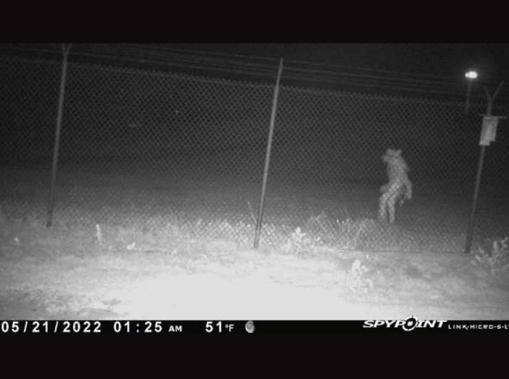 Chupacabra? City of Amarillo posts photo of 'strange' zoo sighting - Vimarsana News