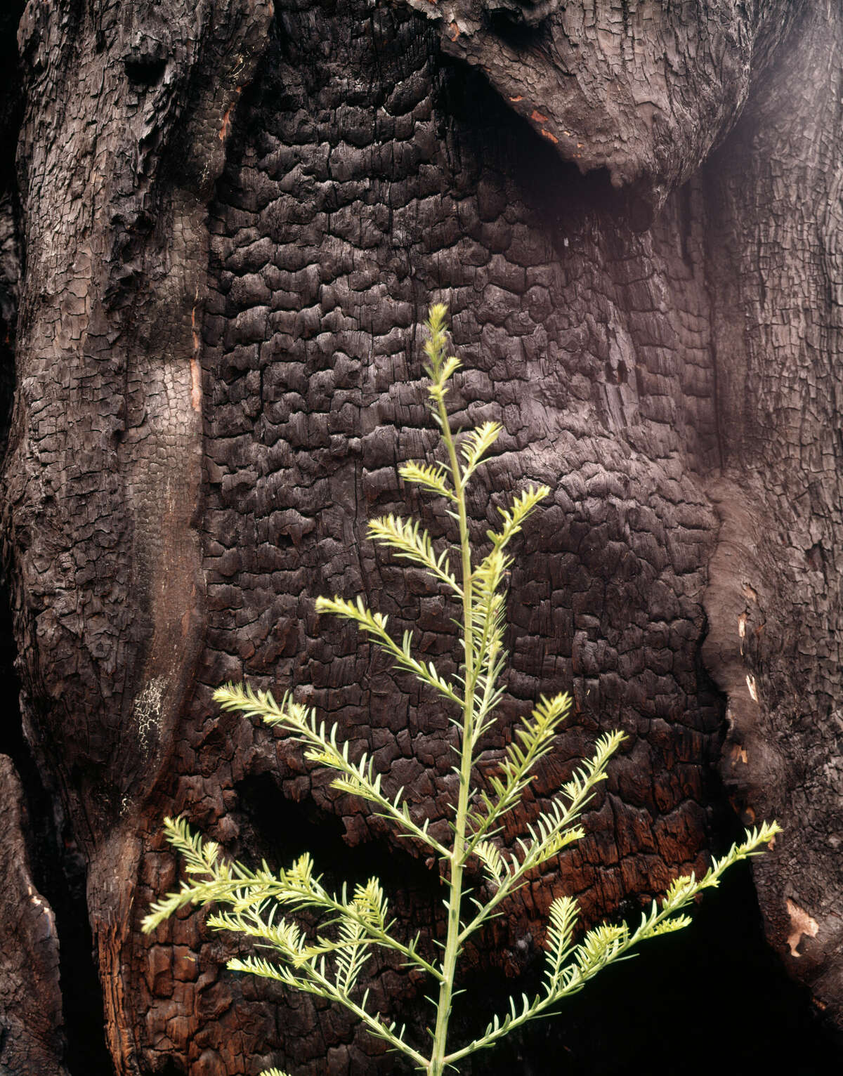 Pine seedling growing in front of a charred tree truck. (Photo by H. Abernathy/ClassicStock/Getty Images)