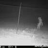 A strange creature was recently spotted lurking outside the Amarillo Zoo. 