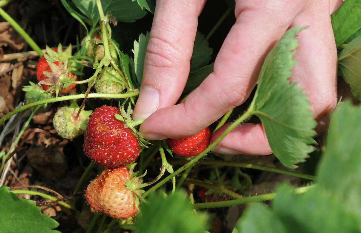 A close up view of a customer picking strawberries at Bishop's Orchards in Guilford.
