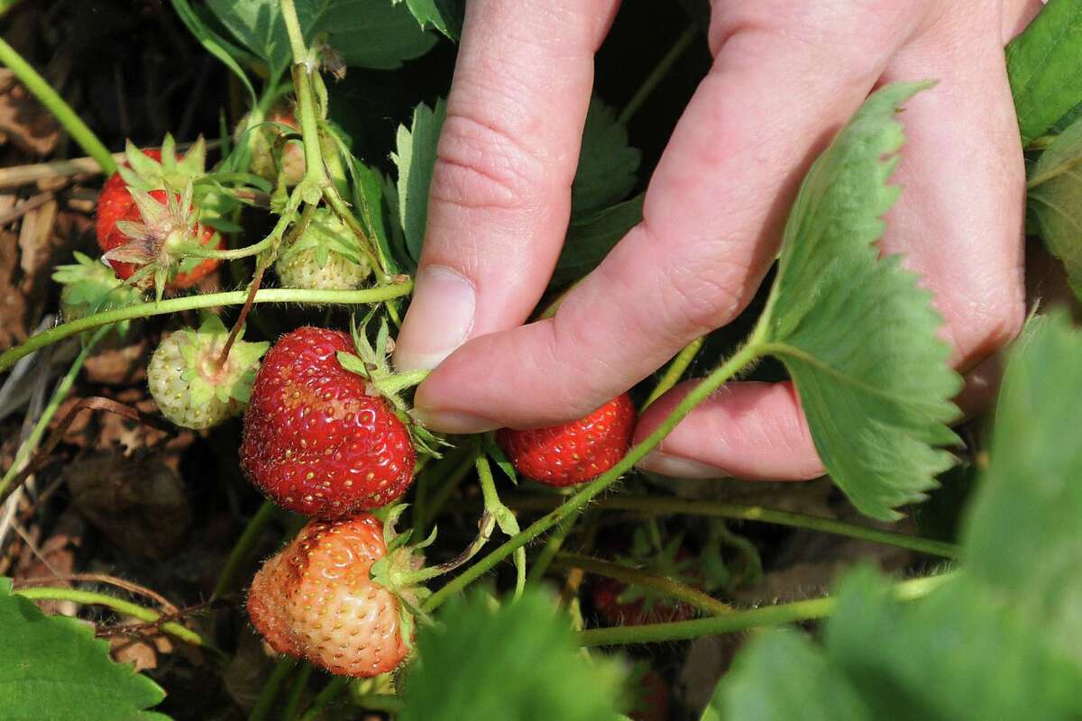 Berry picking in CT: These farms offer pick-your-own seasons for strawberries, blueberries and more