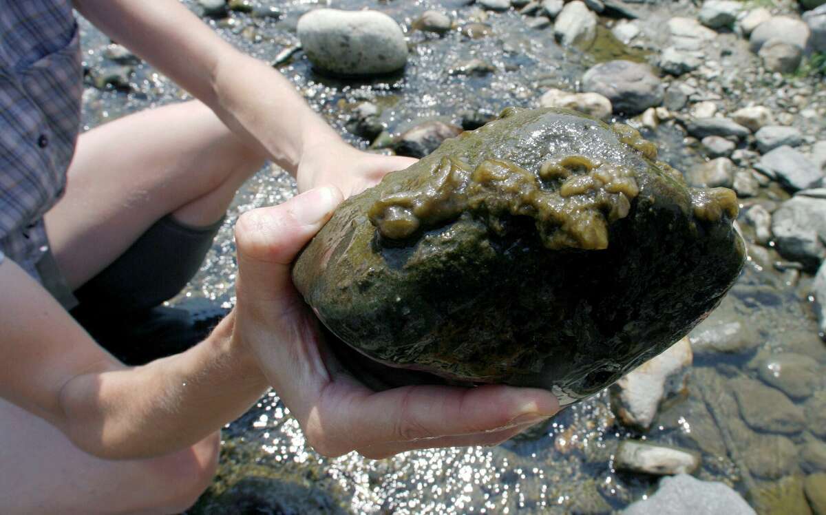 In this July 27, 2007, Associated Press file photo Mary Russ, executive director of the White River Partnership, holds a rock covered with the aquatic algae Didymosphenia geminata, known as didymo or rock snot, in the White River in Stockbridge, Vt.