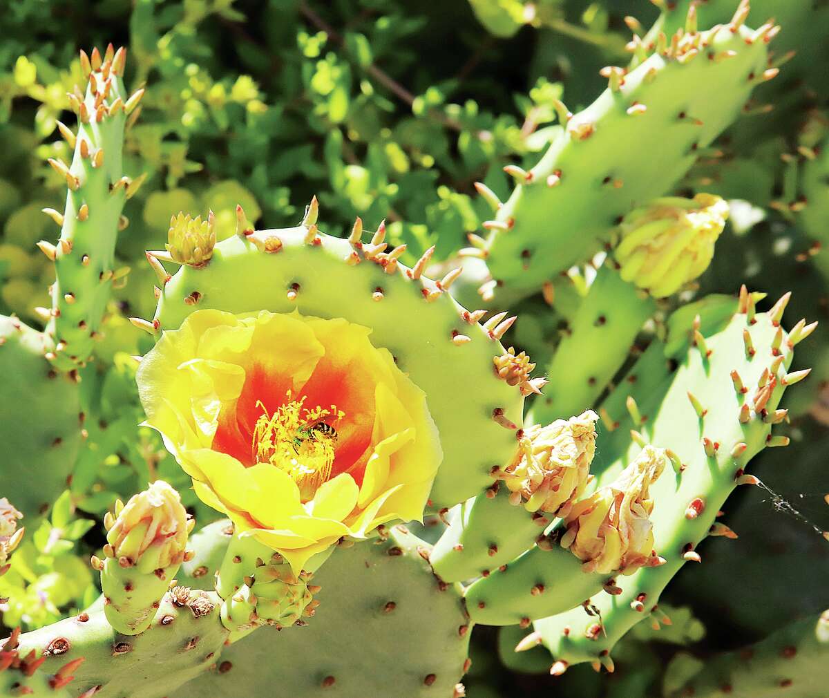 John Badman|The Telegraph The cacti around the Riverbend are blooming, but don't wait to long to see them. Here, a bee works to pollinate a cacti flower on Broadway Street in East Alton Thursday. The cacti, known for their thorny appearance, only bloom for a few days once a year.