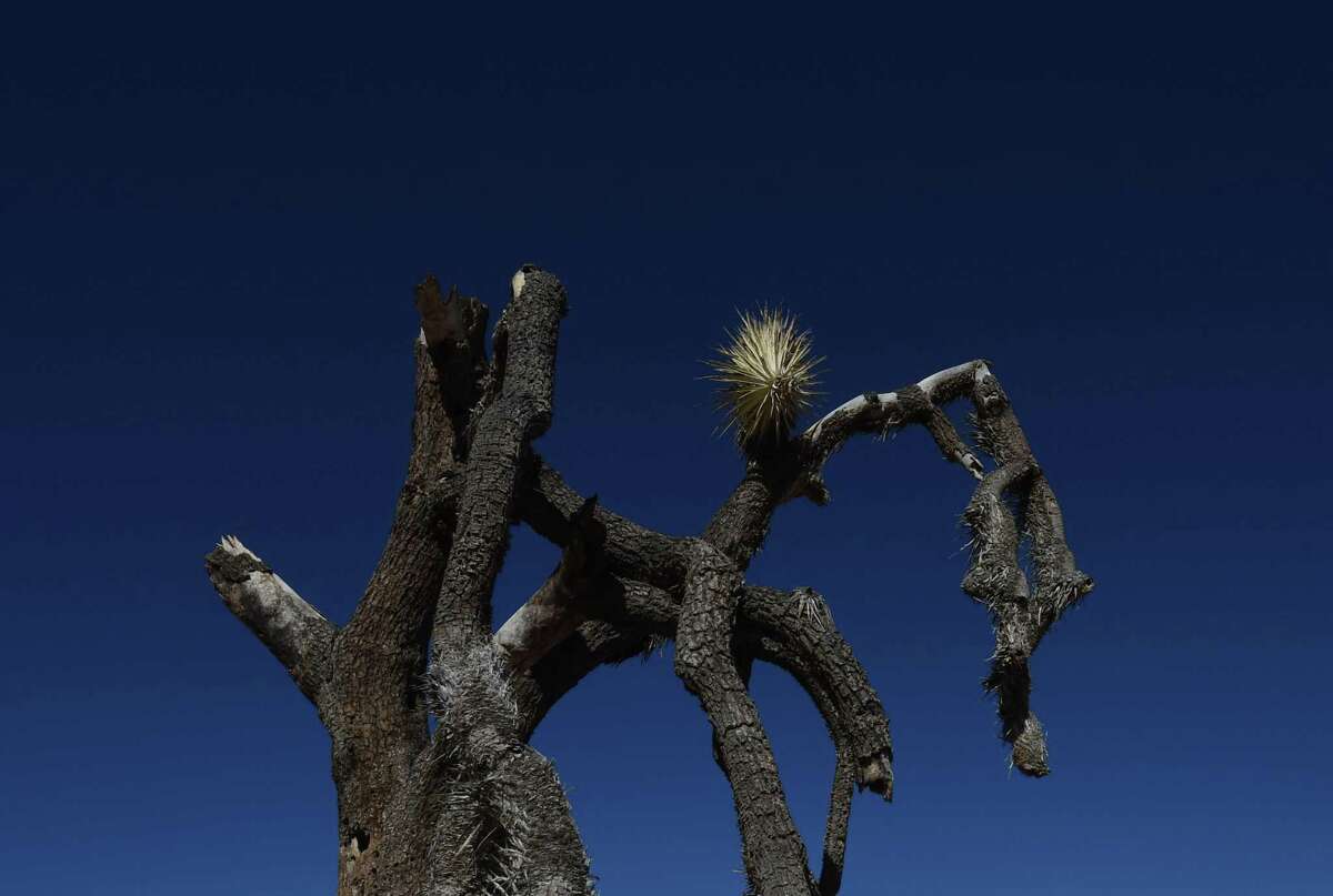 A dying Joshua Tree as the drought continues to affect the state in Joshua Tree National Park, California on November 22, 2015.