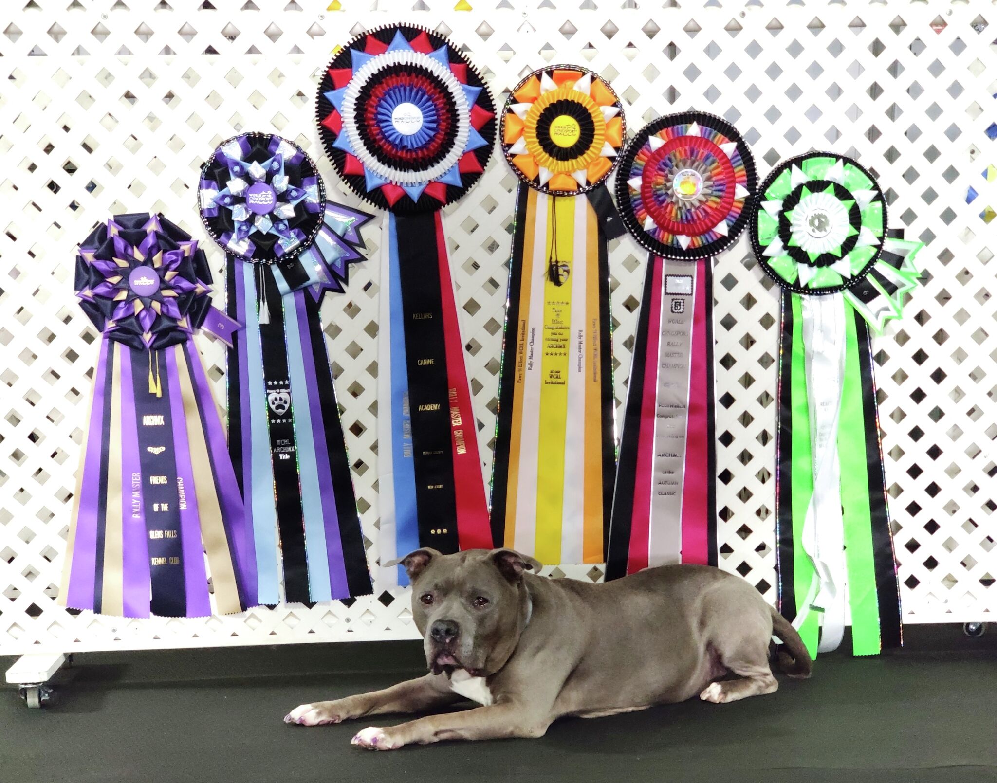 Milford dog rescued from high-kill shelter in running for national 'hero' award - Vimarsana News