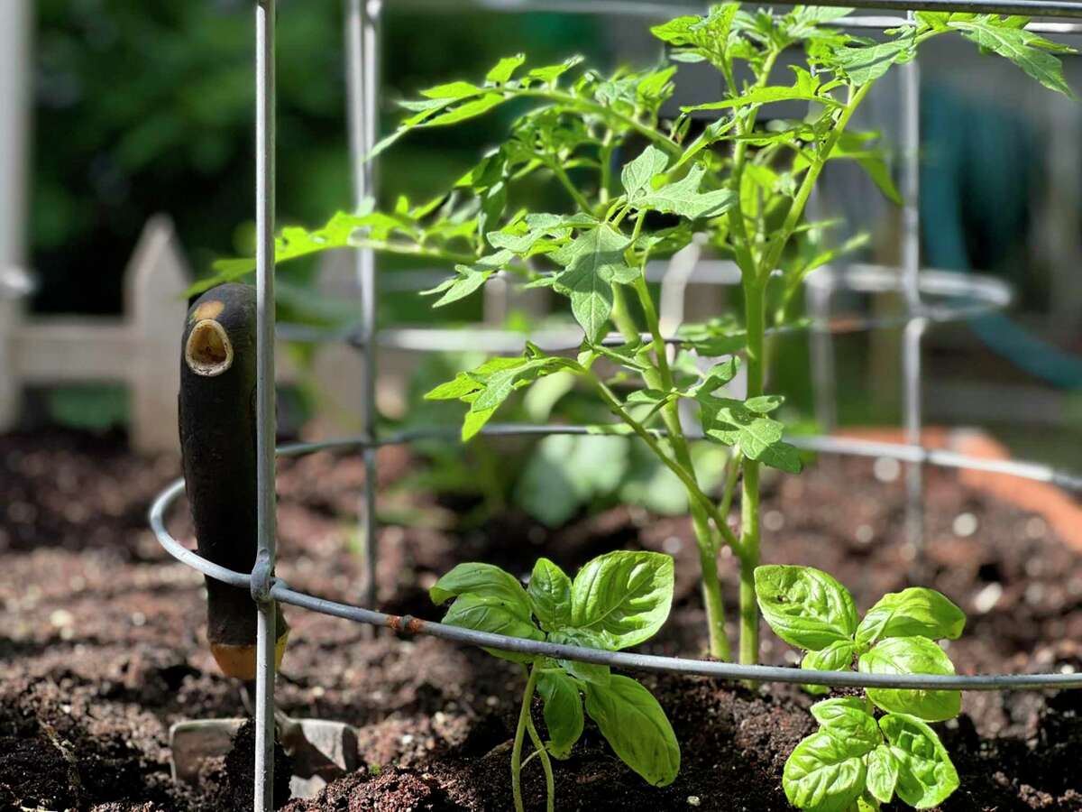 This May 23, 2022, photo provided by Jessica Damiano shows tomatoes and basil planted together in Glen Head, N.Y. The two make wonderful (garden) bedfellows, as basil discourages certain insects from attacking tomatoes, and may even help improve their flavor. (Jessica Damiano via AP)