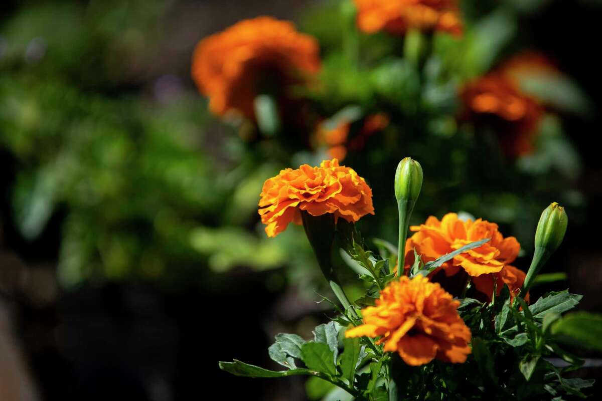 Companion plants benefit each other in the garden