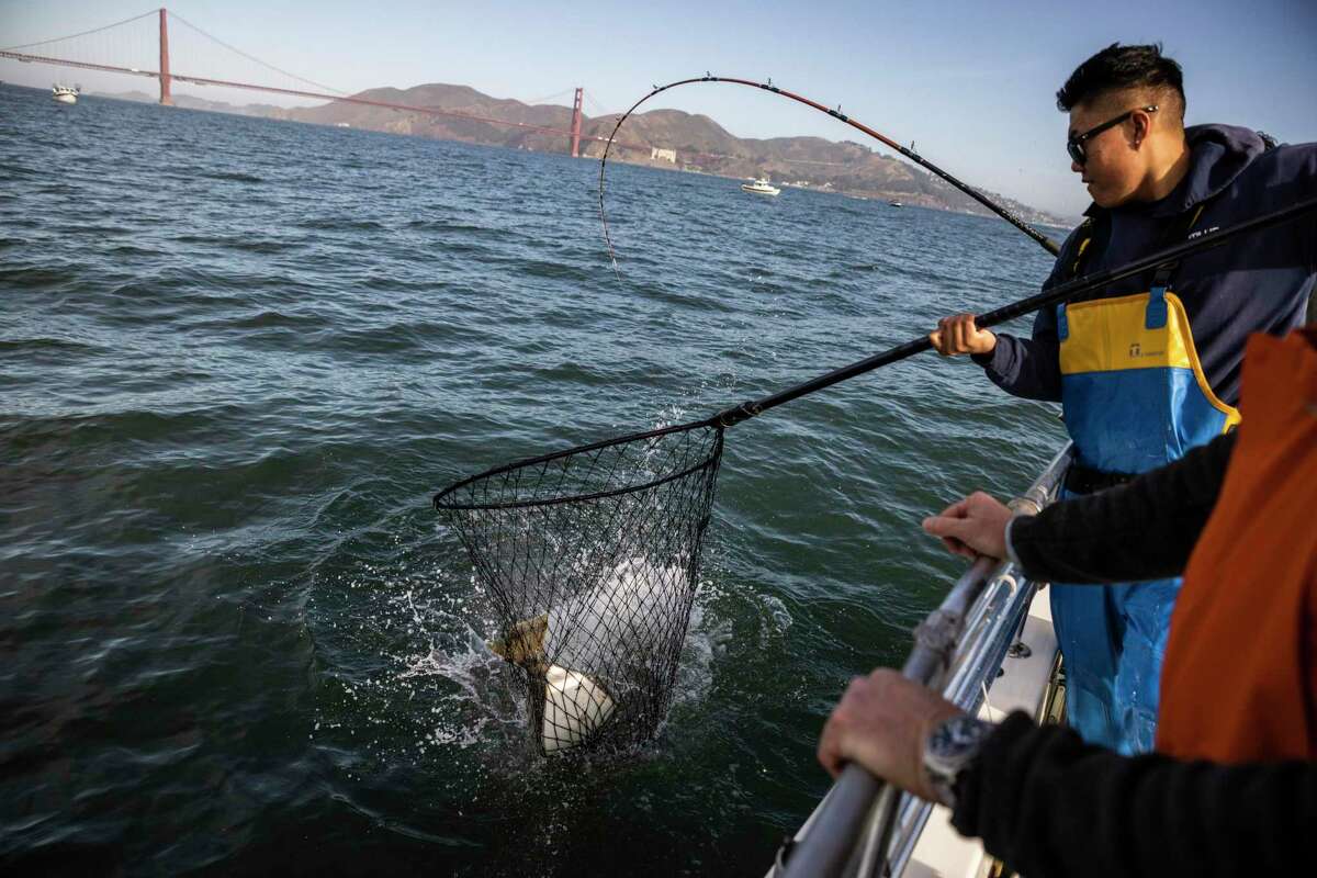 Hunter Nguyen, a deckhand aboard a fishing boat named the Nautilus, pulls in a halibut during a fishing trip in San Francisco Bay on Thursday.