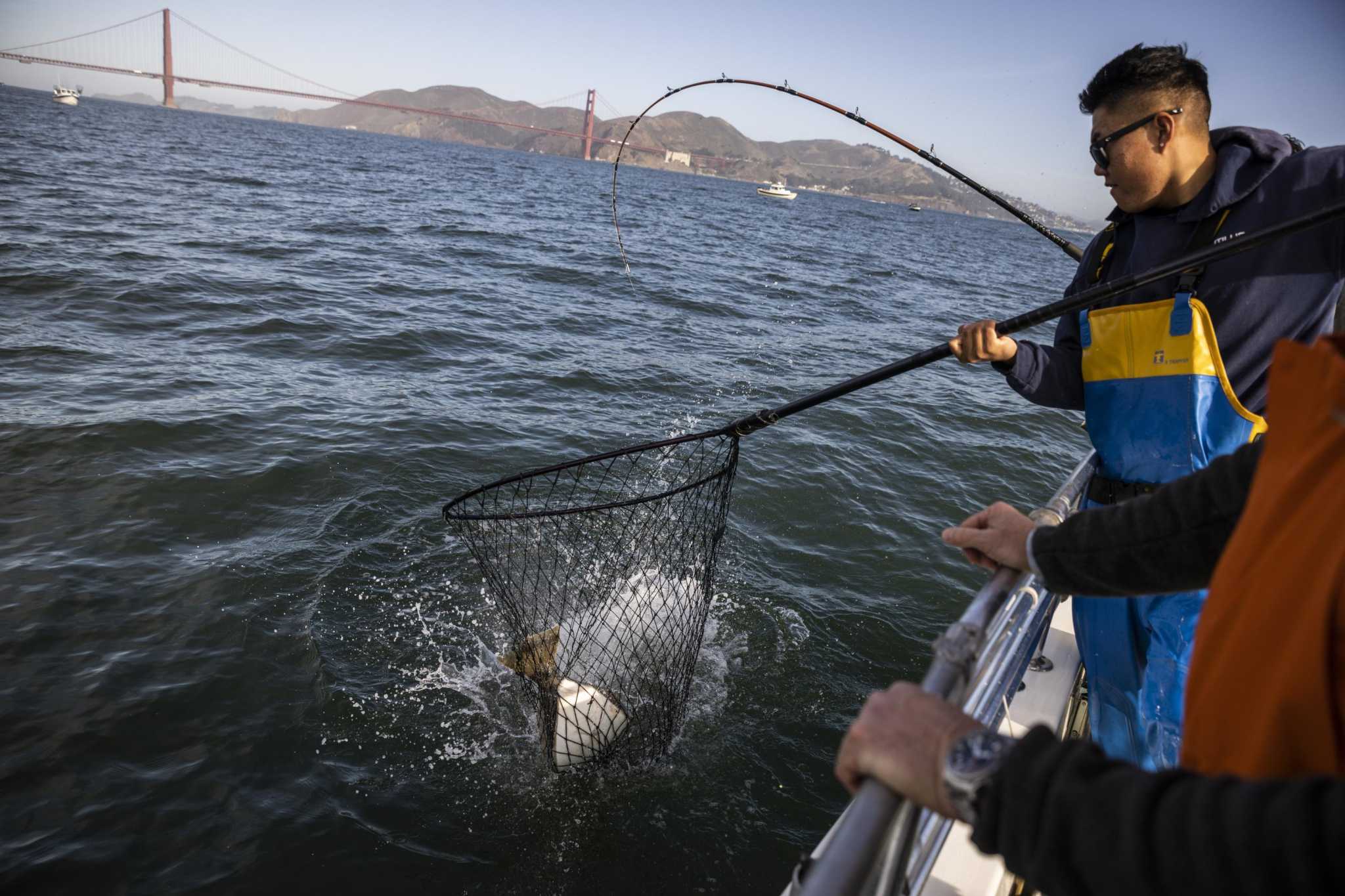 Halibut fishing is having moment in San Francisco Bay right now