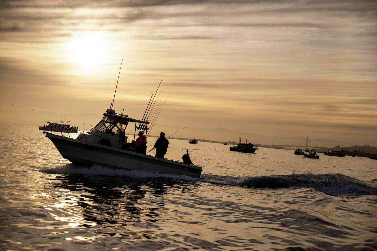 Halibut fishing is having moment in San Francisco Bay right now