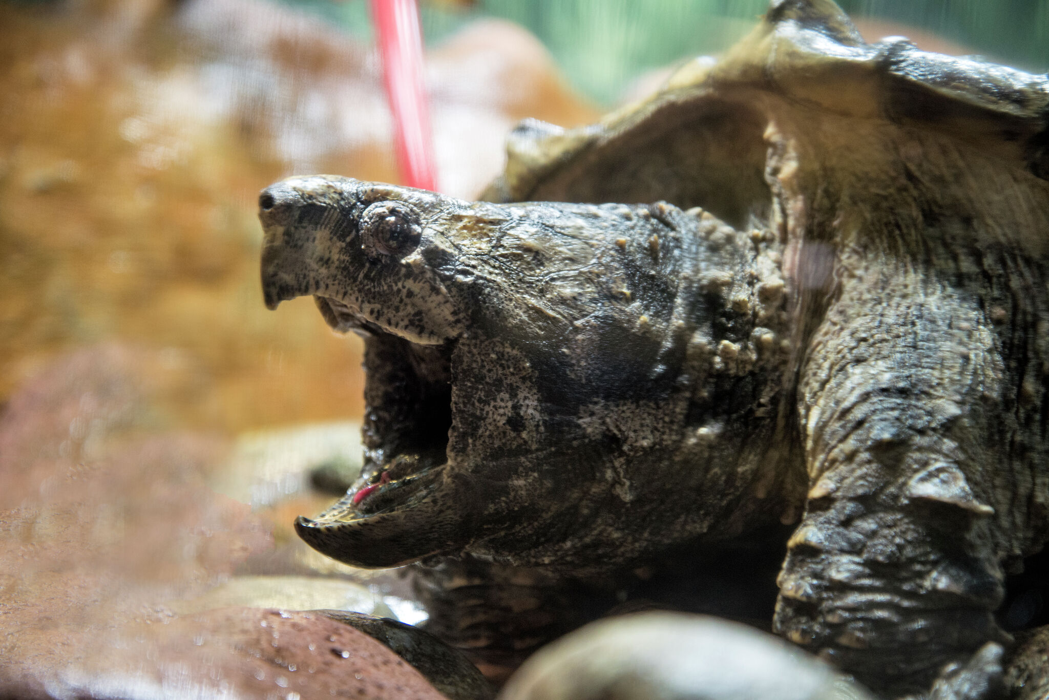 Alligator snapping turtle found dead in illegal trotline at Texas lake