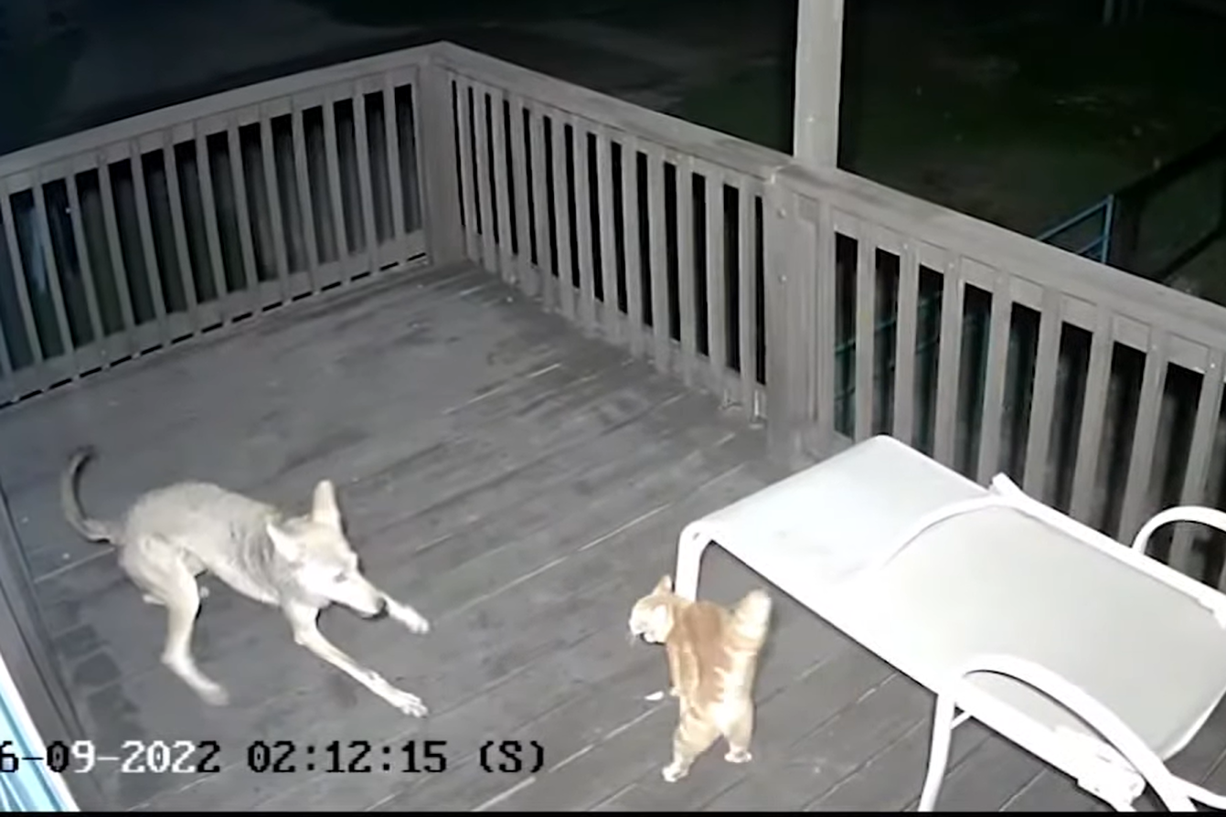 Video captures cat heroically fighting off coyote at Surfside,Texas home