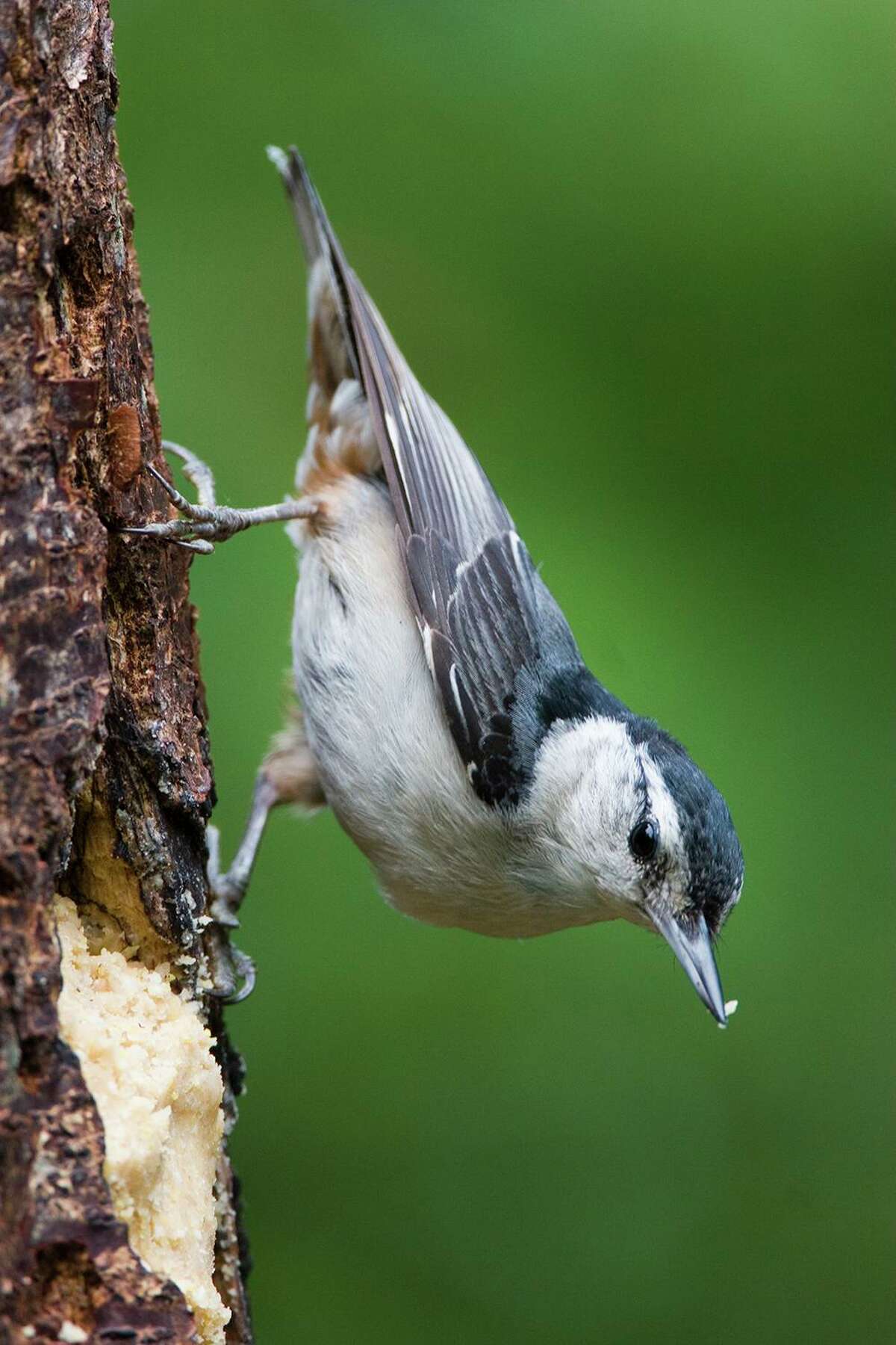 White-breasted nuthatch feed on insects in the crevices of tree bark and are also attracted to backyard feeders filled with peanut butter suet.