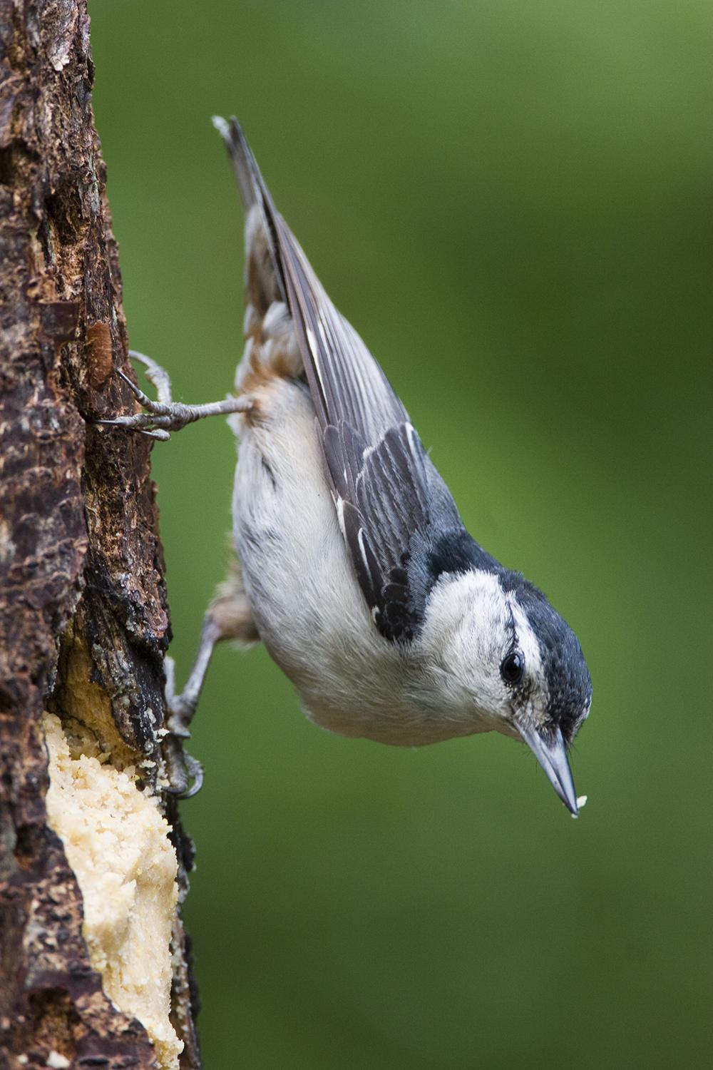 Bark butter attracts white-breasted nuthatches to Houston yards