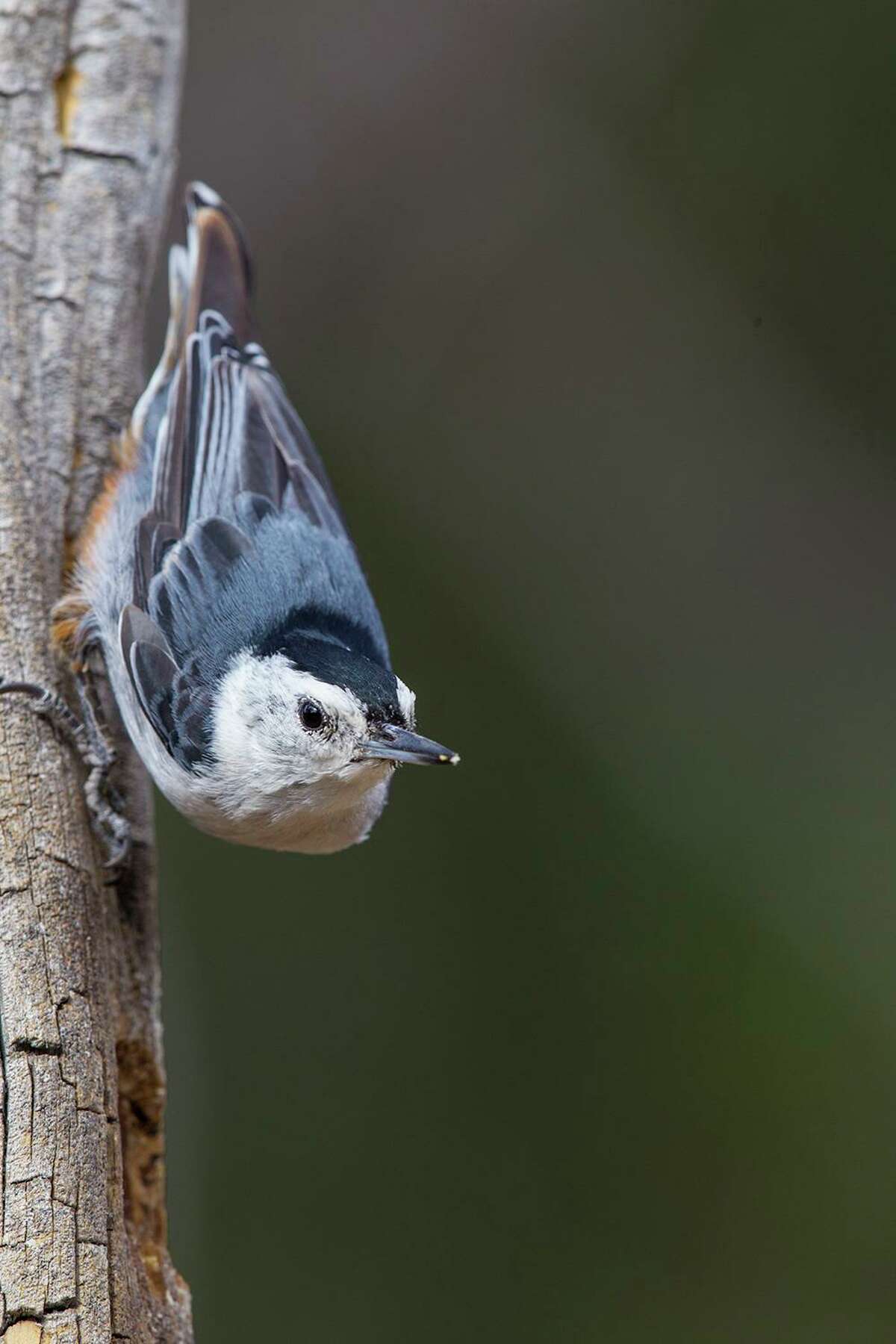 Bark Butter Attracts White-breasted Nuthatches To Houston Yards