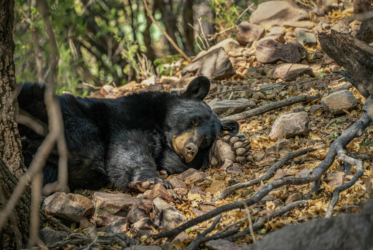 Ben Masters’ most recent project is Deep in the Heart: A Texas Wildlife Story, a documentary on the diverse species and landscapes in the Lone Star State.