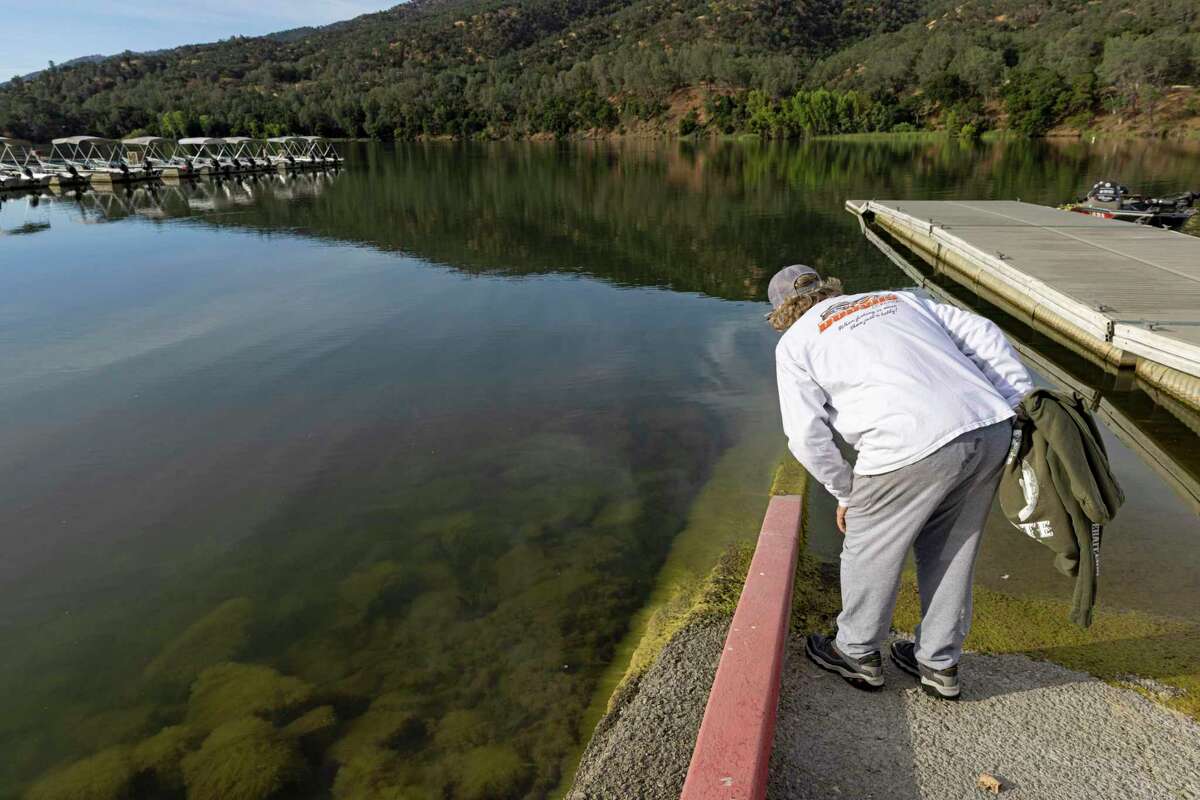 A park visitor gazes at a fish swimming amid the algae at Lake Del Valle in Livermore, where officials report a dangerous amount of harmful algal bloom.