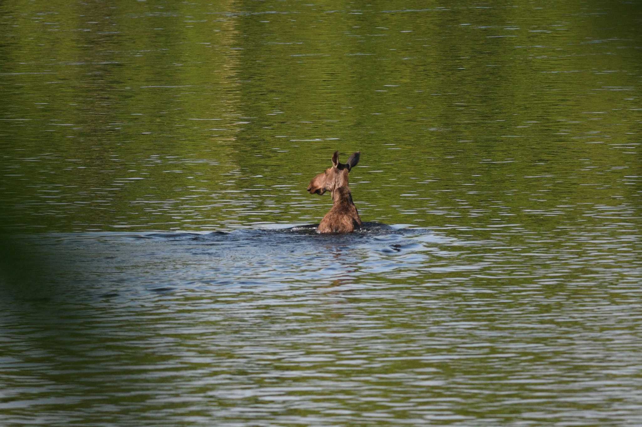 7 moose sightings in 7 days in Windsor Locks area, DEEP says - Vimarsana News