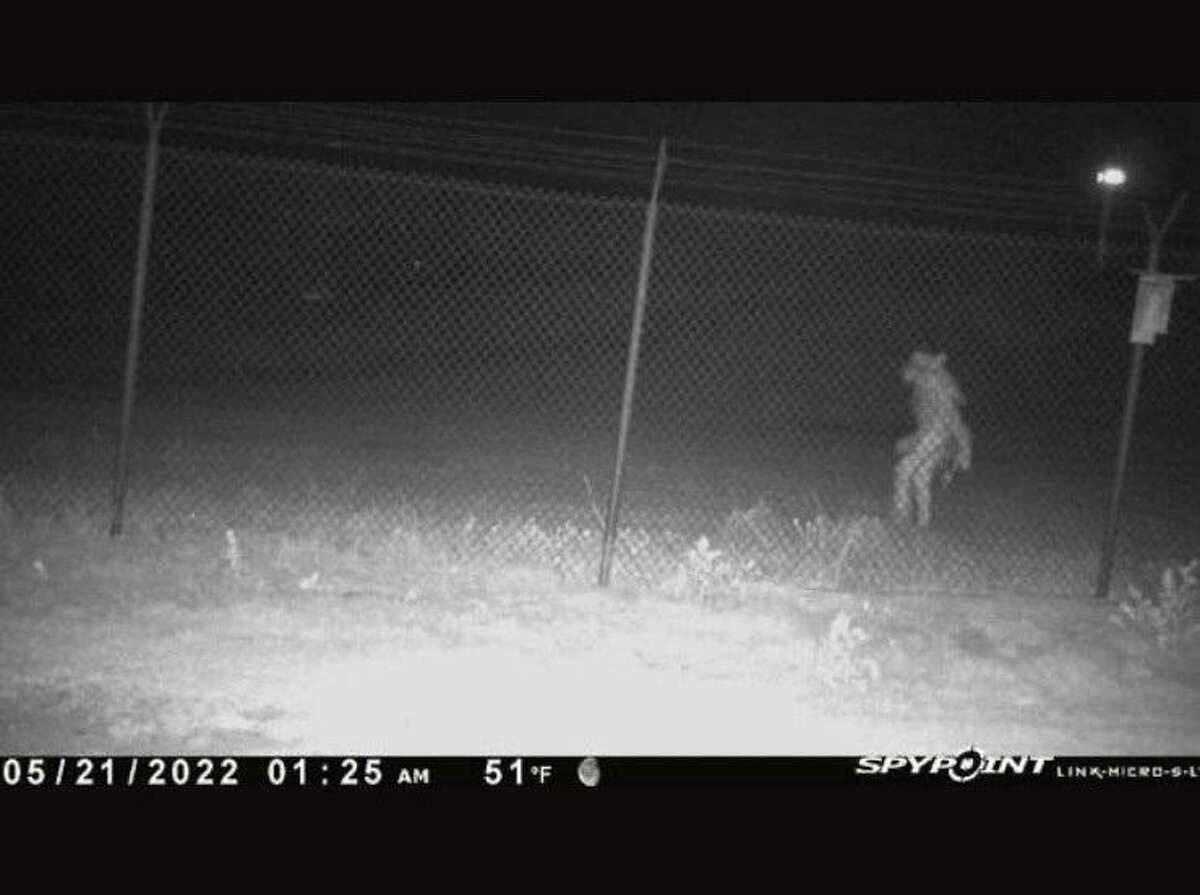 The City of Amarillo has asked for help in identifying the subject of a photo caught by a cam near the zoo.