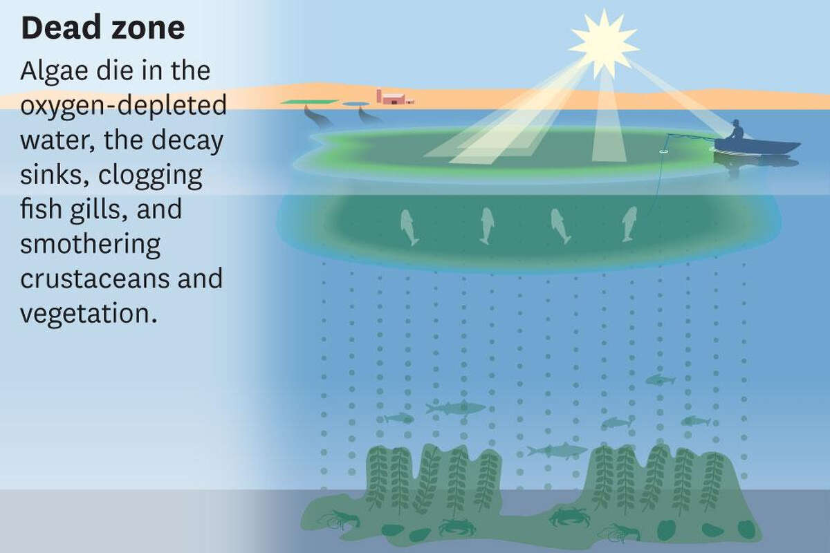 why-toxic-algae-blooms-are-on-the-rise-across-california-and-expected