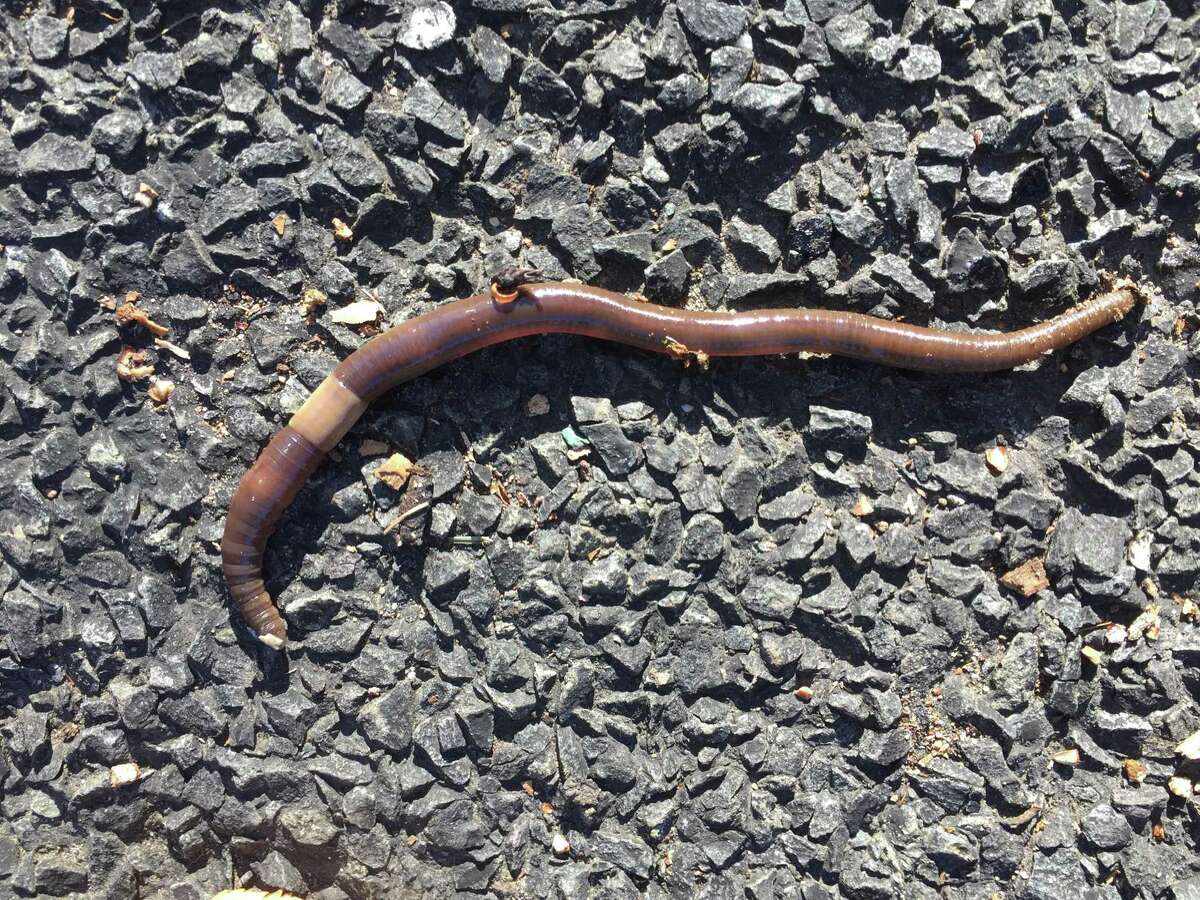 Invasive jumping worms, which a Connecticut scientist says have the potential to cause widespread damage, are distinguished from native earth worms by their milky white collar.